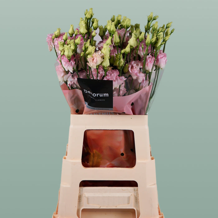 Eustoma Alissa Hanoi Pink (10 Stems)