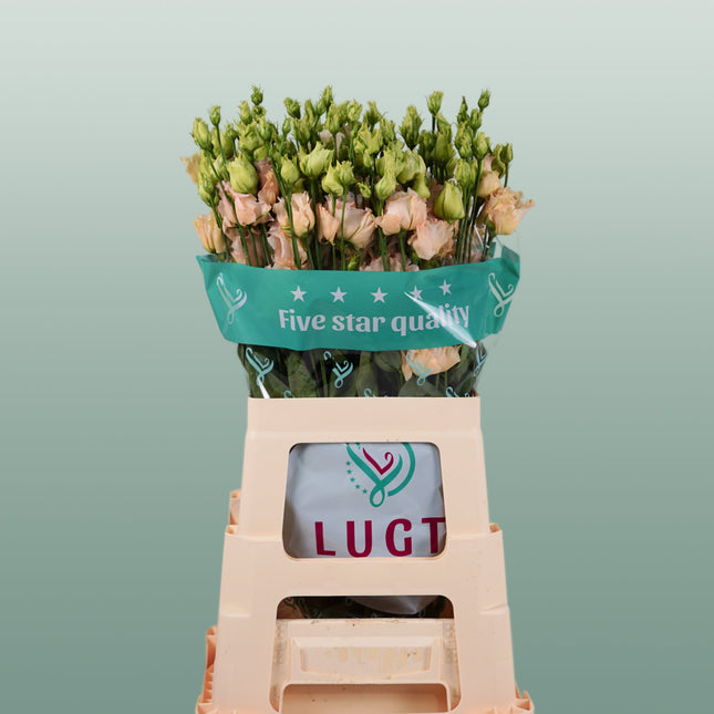 Eustoma Alissa Light Apricot (10 Stems)