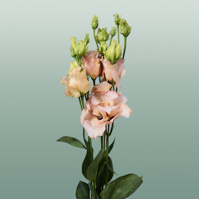 Eustoma Alissa Light Apricot (10 Stems)