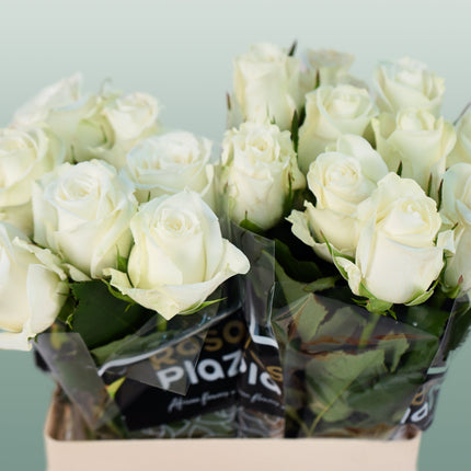 Rose Alpe Dhuez