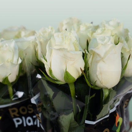 Rose Alpe Dhuez