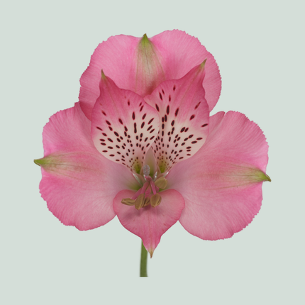 Alstroemeria Avianna (10 Stems)