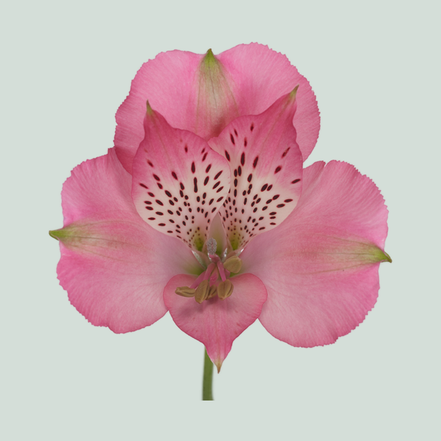 Alstroemeria Avianna (10 Stems)