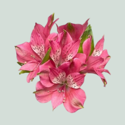Alstroemeria Bubblicious (10 Stems)