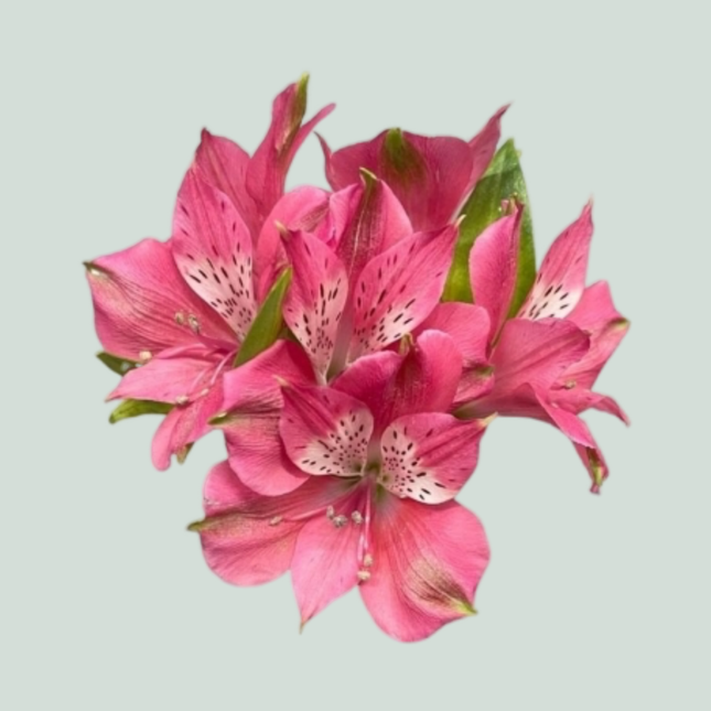 Alstroemeria Bubblicious (10 Stems)