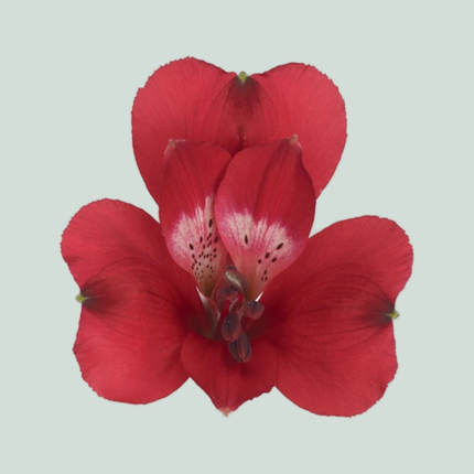 Alstroemeria Cardinal (10 Stems)