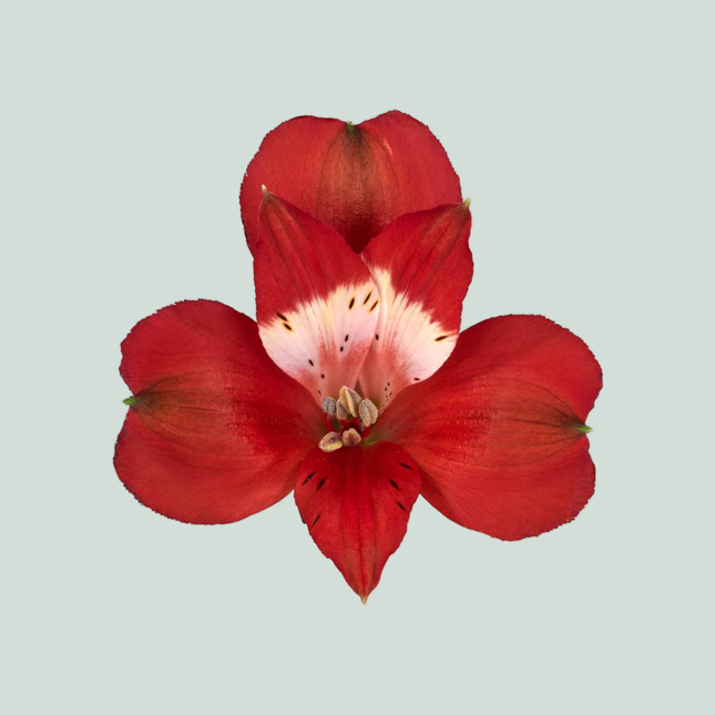 Alstroemeria Rockstar (10 Stems)