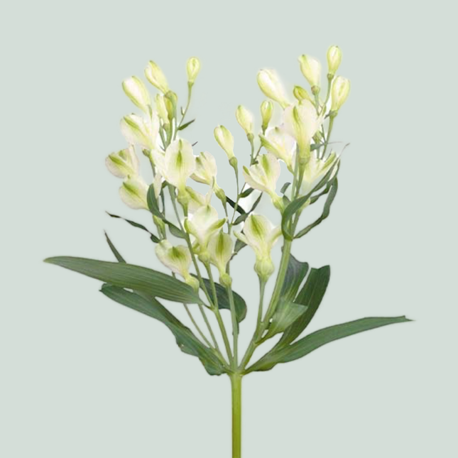 Alstroemeria White Pearls (10 Stems)