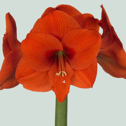 Amaryllis Naranja