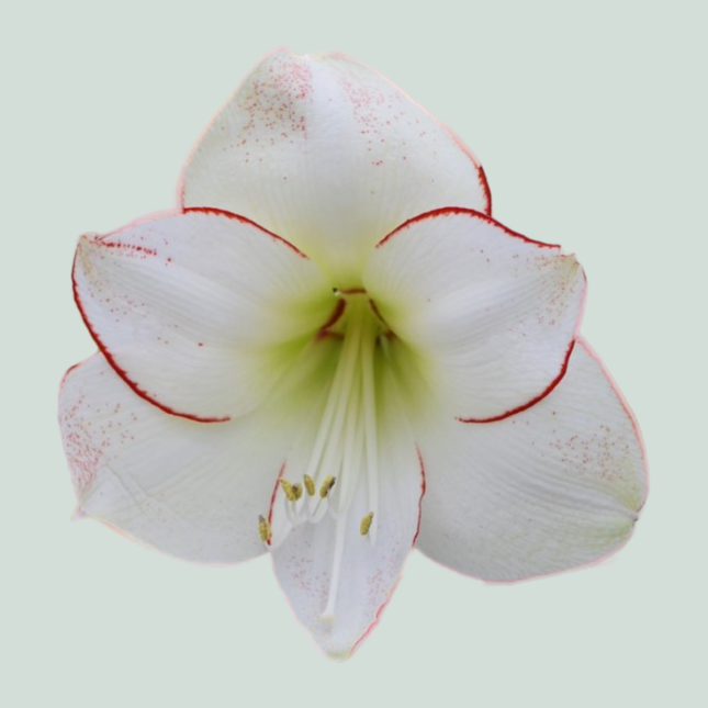 Amaryllis Picasso