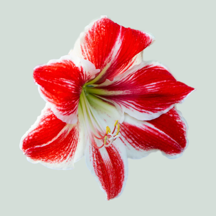 Amaryllis Popov