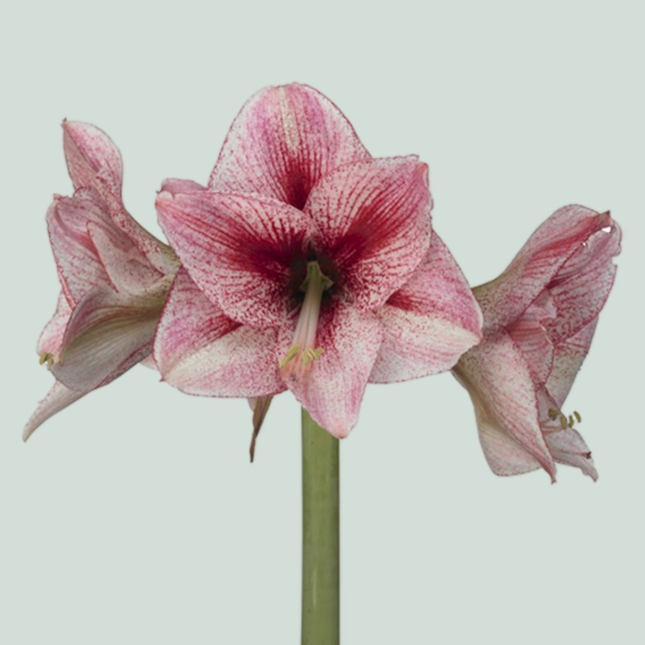 Amaryllis Revelation