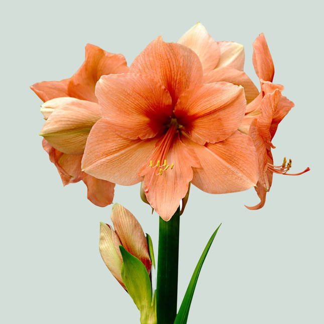 Amaryllis Rilona