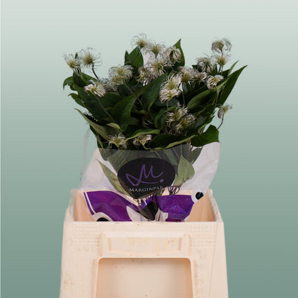 Clematis Amazing Kibo (10 Stems)