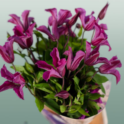Clematis Amazing Kyiv (10 Stems)
