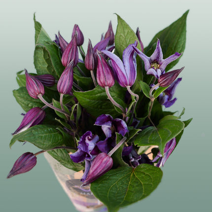 Clematis Amazing Oslo (10 Stems)