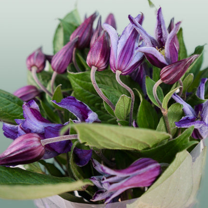 Clematis Amazing Oslo (10 Stems)