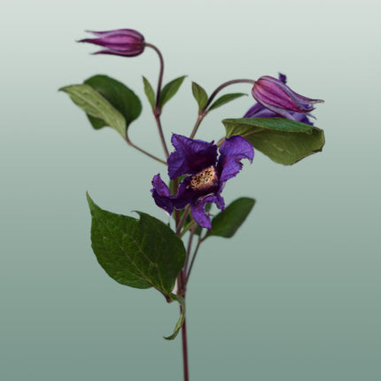 Clematis Amazing Oslo (10 Stems)