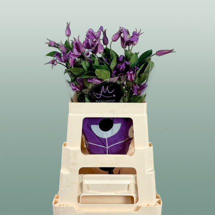 Clematis Amazing Rome (10 Stems)