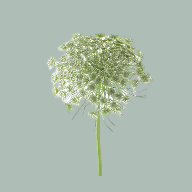 Dill Visnaga (50 Stems)
