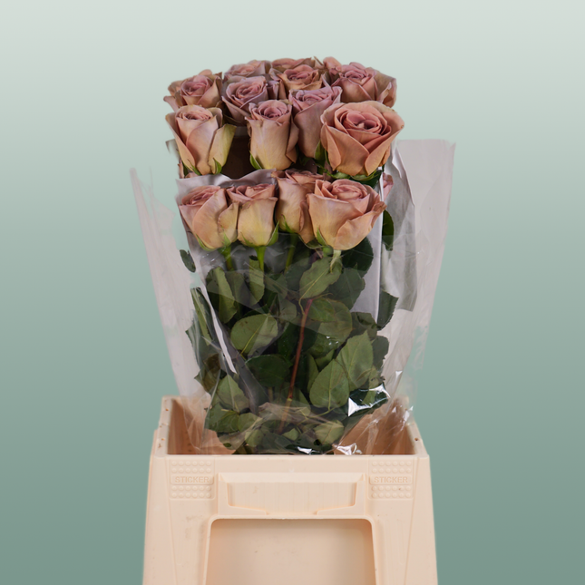 Rose Amnesia Ecuadorian (25 Stems)