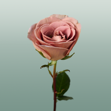 Rose Amnesia Ecuadorian (25 Stems)