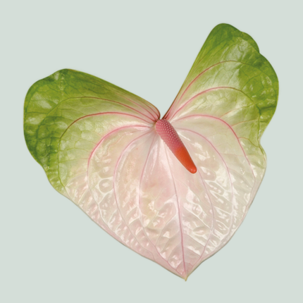 Anthurium Acura