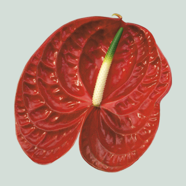 Anthurium Calisto