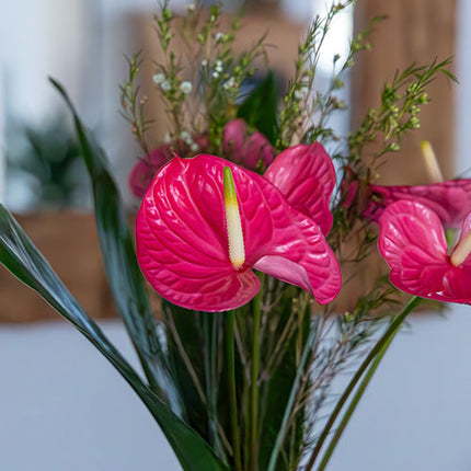 Anthurium Caribo