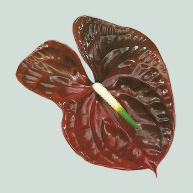 Anthurium Choco