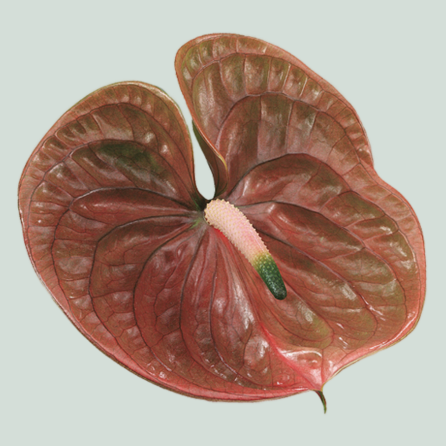 Anthurium Cognac
