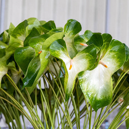 Anthurium Denali