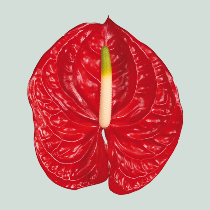 Anthurium Eterno