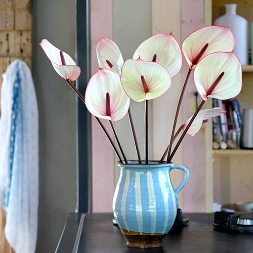 Anthurium Facetto