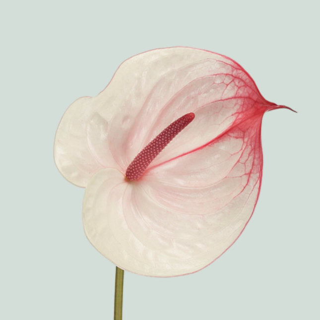 Anthurium Fantasy Love