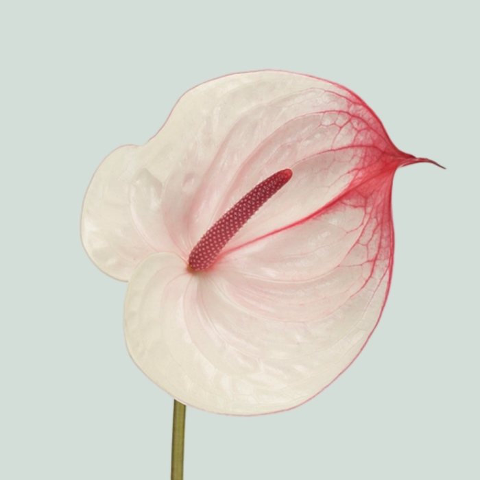 Anthurium Fantasy Love