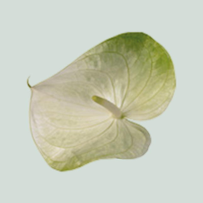 Anthurium Grace