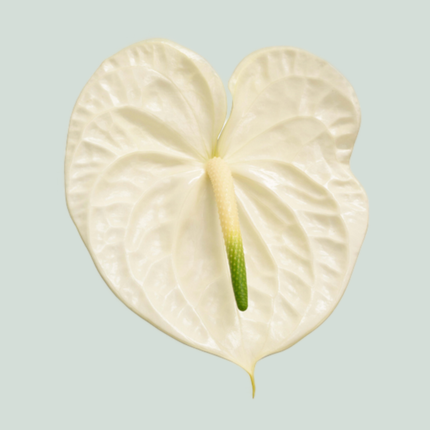Anthurium Graciosa
