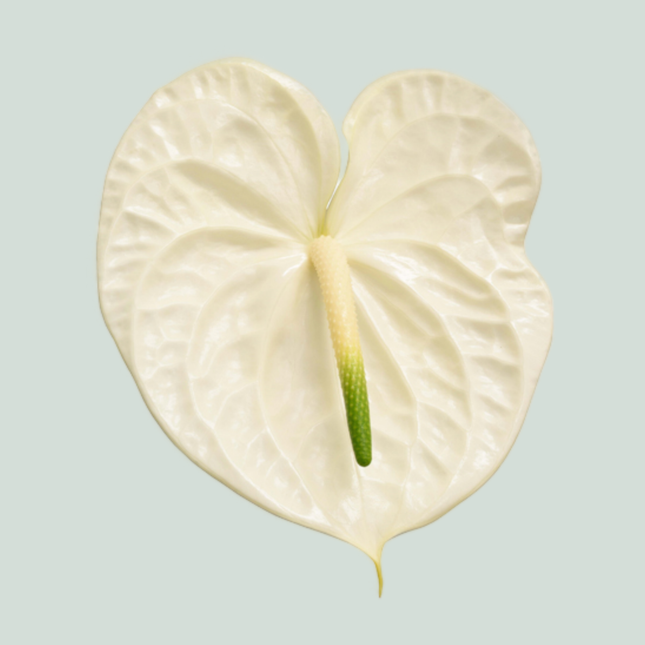 Anthurium Graciosa