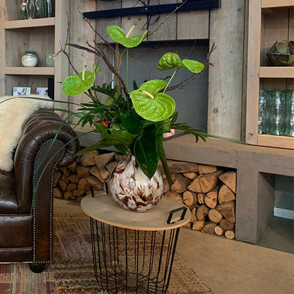 Anthurium Grand Slam