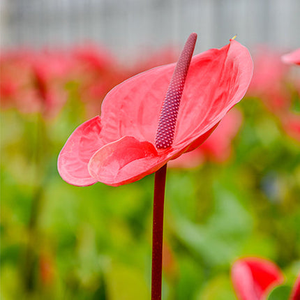 Anthurium Impulz