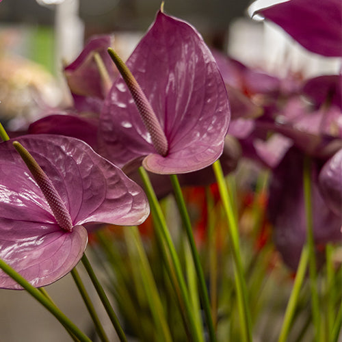 Anthurium Kaleo