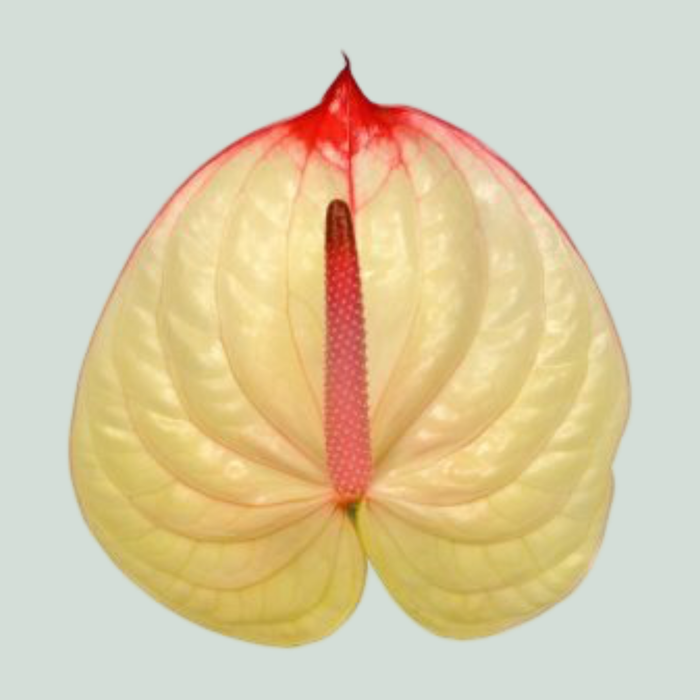 Anthurium Kaseko