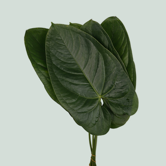 GR Anthurium Leaf