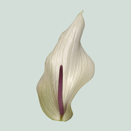 Anthurium Lumina