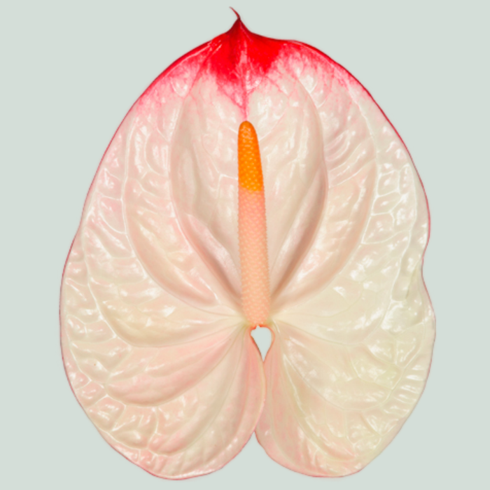 Anthurium Lybra