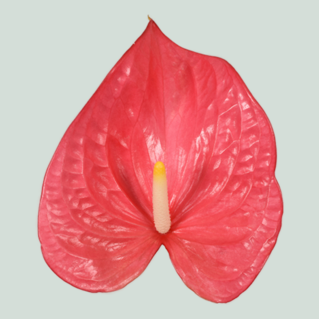 Anthurium Maine