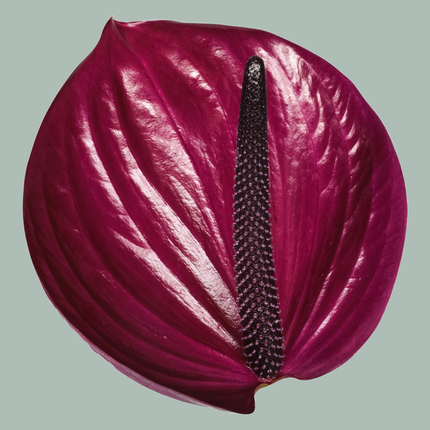 Anthurium Maravilla