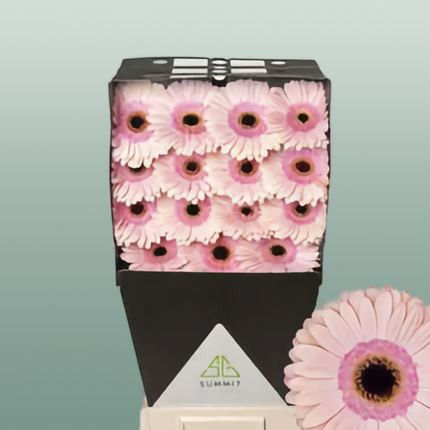 Gerbera Alliance (15 Stems)