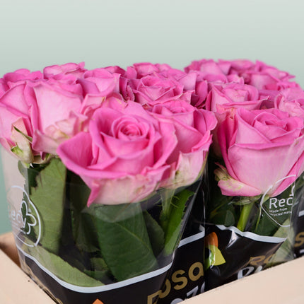 Rose Aqua!